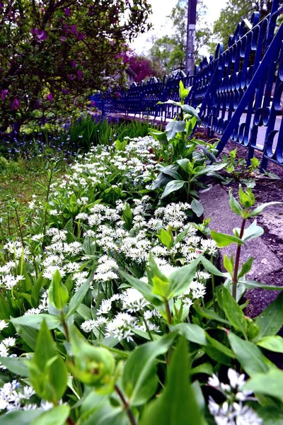 Wild English Garlic Garden — Stock Photo, Image