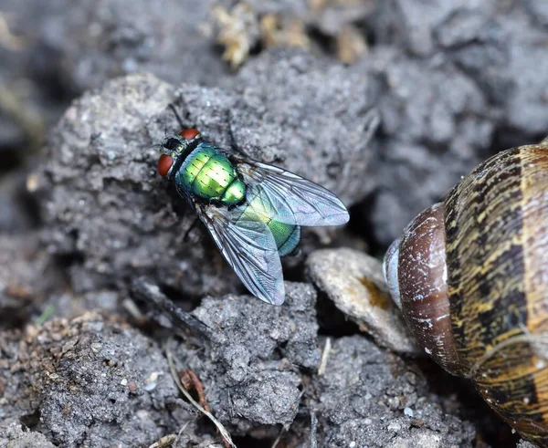 Green Bottles Memakan Siput Mati — Stok Foto