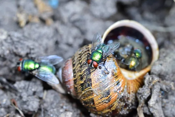 Garrafas Verdes Alimentando Caracol Morto — Fotografia de Stock