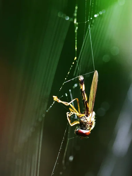 Drohnenfliege Spinnennetz Gefangen — Stockfoto