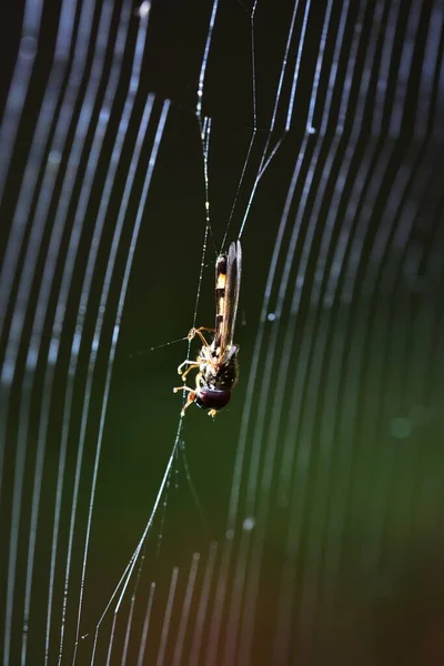 Drone Fly Caught Spiders Web — 图库照片