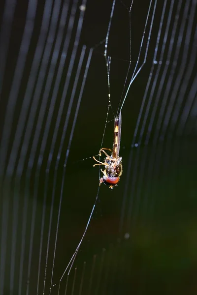 Drone Voar Pego Uma Teia Aranhas — Fotografia de Stock