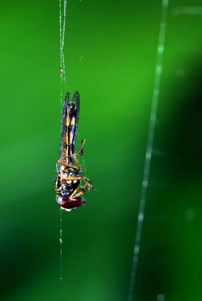 Drone Fly Caught Spiders Web — 图库照片