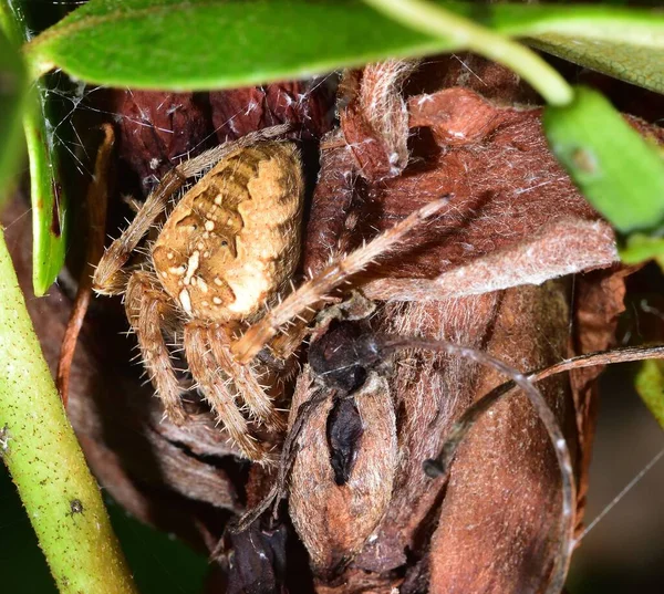 Gartenspinne Hängt Netz — Stockfoto