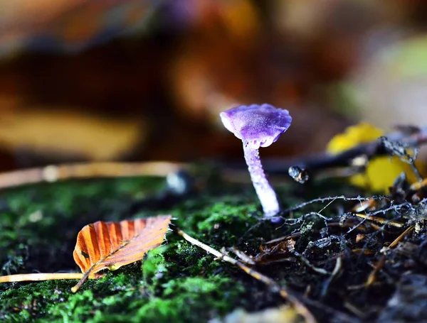 秋の結実菌に日光 — ストック写真