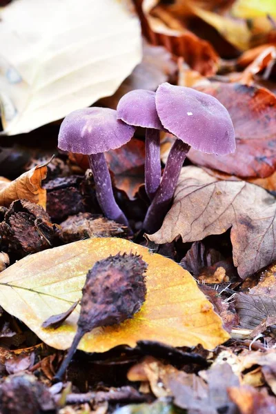秋の結実菌に日光 — ストック写真