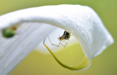 Misumena vatia sabırla ağında bekliyor