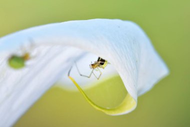 Misumena vatia sabırla ağında bekliyor