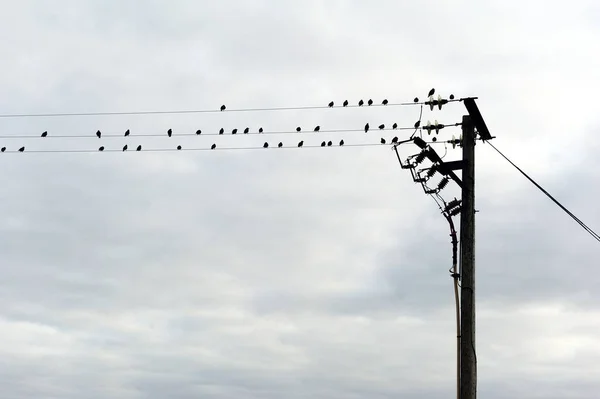 Asesinato Cuervos Los Cables Eléctricos — Foto de Stock