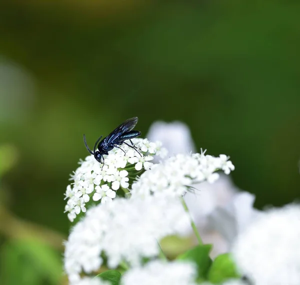 Stonefly Una Flor Blanca — Foto de Stock
