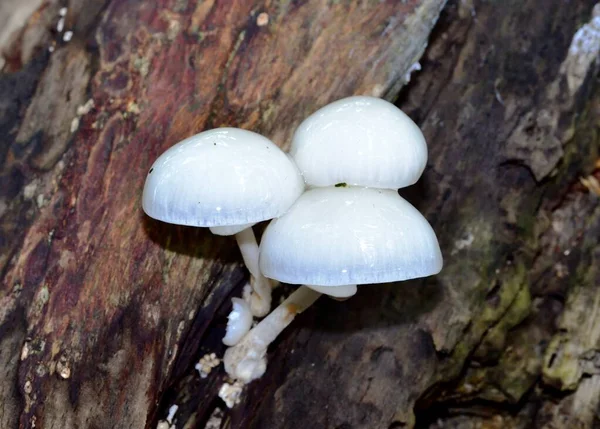 Sunlight Autumn Fruiting Fungi — Stock Photo, Image