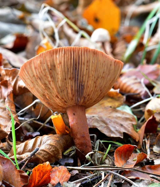 Sonnenlicht Auf Den Herbstlichen Fruchtpilzen — Stockfoto