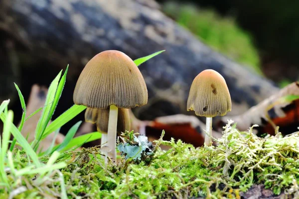 Sonnenlicht Auf Den Herbstlichen Fruchtpilzen — Stockfoto