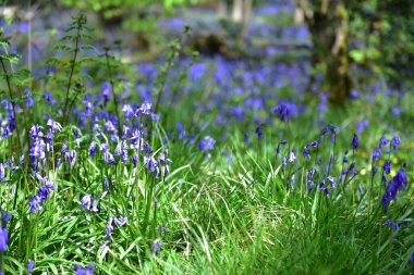 Eski bir Woodland yerli İngilizce Hyacinthoides