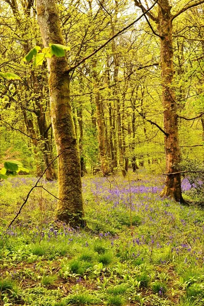 Hyacinthoides Anglais Natif Dans Une Ancienne Forêt — Photo