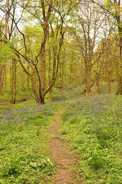 Hyacinthoides Anglais Natif Dans Une Ancienne Forêt — Photo
