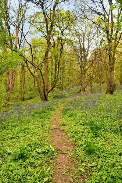 Englische Hyazinthoiden Einem Uralten Wald — Stockfoto