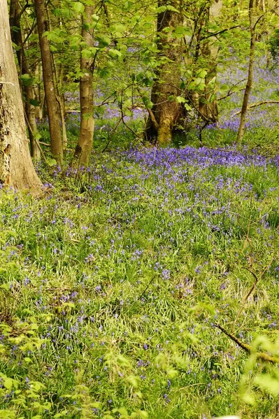 Hyacinthoides Anglais Natif Dans Une Ancienne Forêt — Photo