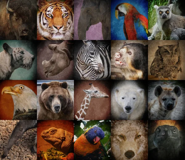 vahşi zoo hayvan kareler
