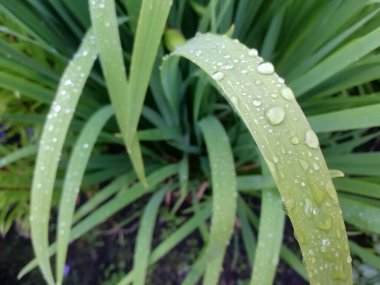 Bahçedeki toprakta yetişen güzel çiçek fideleri. Bahçe işleri hobisi.