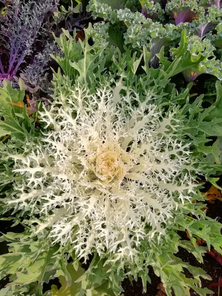 美丽的花苗生长在花园的土壤中 园艺业余爱好概念 — 图库照片