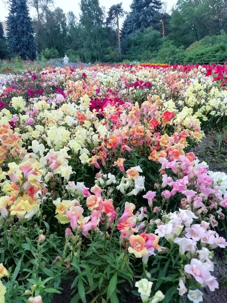 Krásné Květinové Sazenice Rostoucí Půdě Zahradě Zahradní Hobby Koncept — Stock fotografie