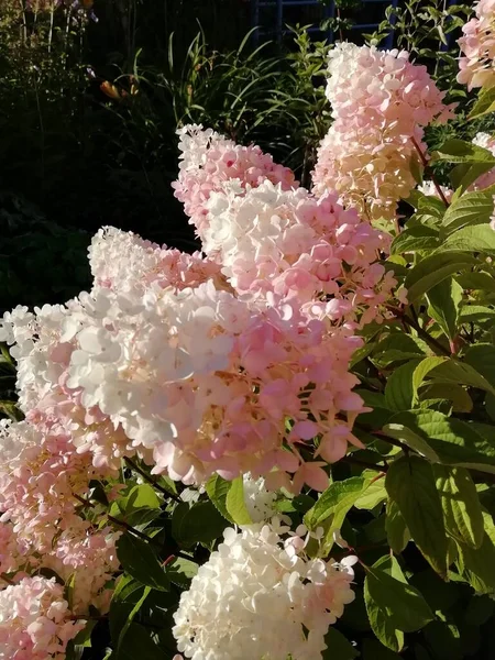 Krásné Květinové Sazenice Rostoucí Půdě Zahradě Zahradní Hobby Koncept — Stock fotografie