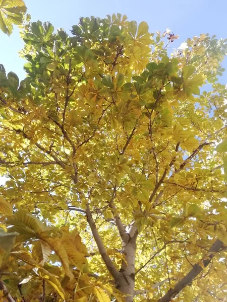 秋天的风景 叶色艳丽 在阳光灿烂的秋天 蓝天背景上的彩色叶子 — 图库照片