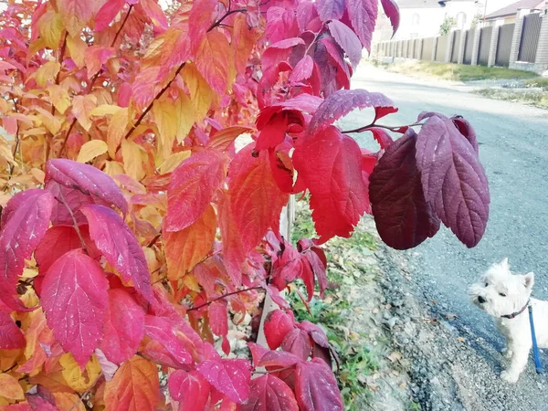 Parlak Renkli Yaprakları Olan Sonbahar Manzarası Sonbaharda Güneşli Bir Günde — Stok fotoğraf