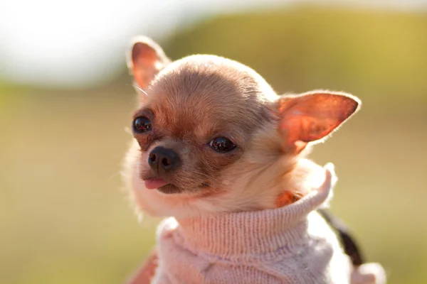 Lustiger Chihuahua — Stockfoto