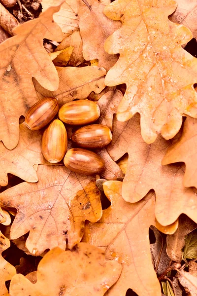 Žaludy na barevné podzimní listí — Stock fotografie