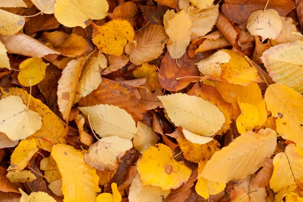 Dry leaf on ground — Stock Photo, Image