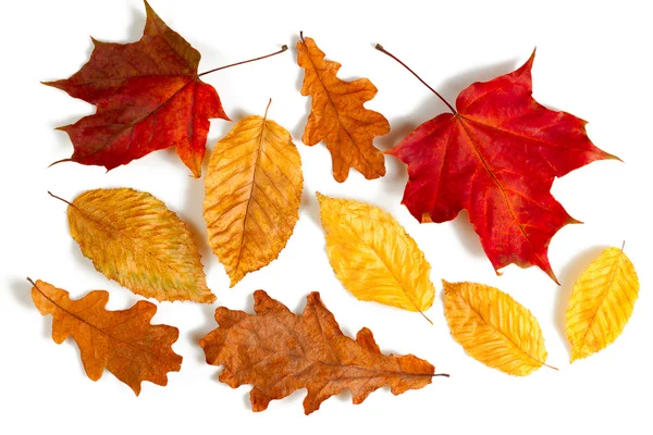 Gyűjtemény őszi levelek — Stock Fotó