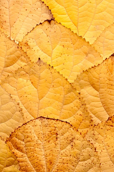 Background of leaves