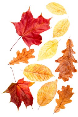 Collection sonbahar yaprakları