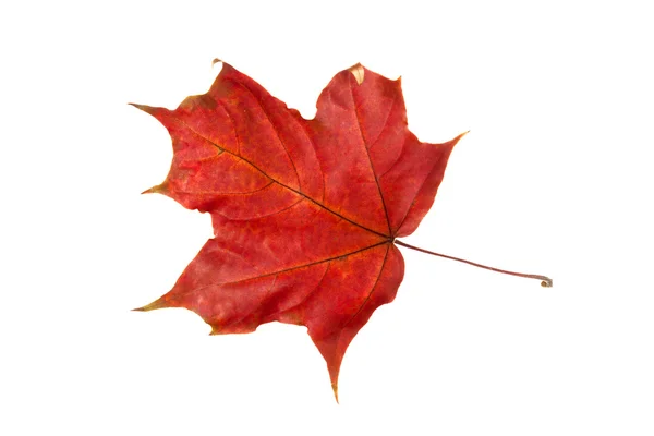 Hoja de otoño de arce — Foto de Stock