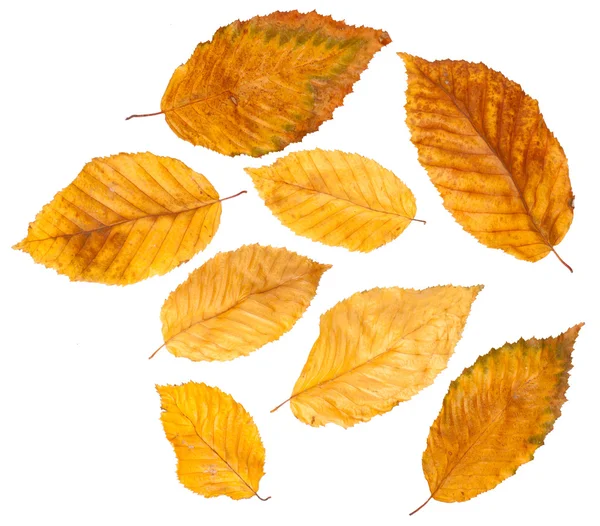 Colección hojas de otoño — Foto de Stock