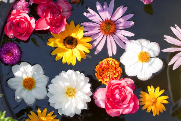 Blommor flytande i en damm — Stockfoto