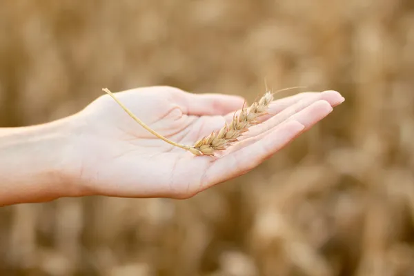 Woman hands with ear of wheat — Stock Photo, Image
