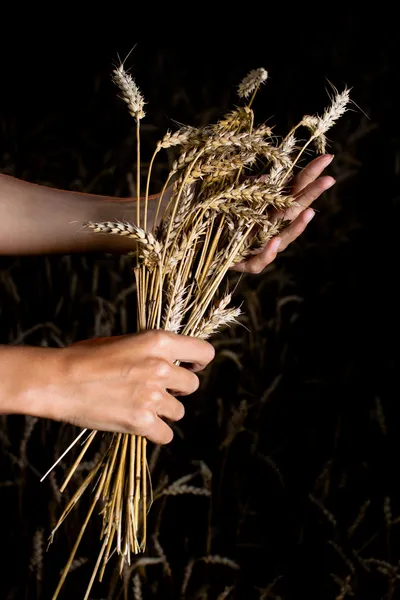 Hands and ripe wheat ears — Stock Photo, Image