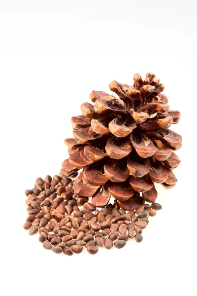 Dry brown Pine cone with nuts — Stock Photo, Image