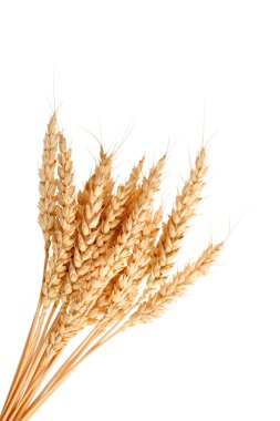 Stalks of wheat ears clipart