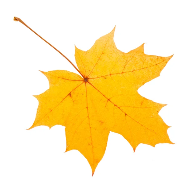 Žlutá javorový list jako symbol podzimní — Stock fotografie