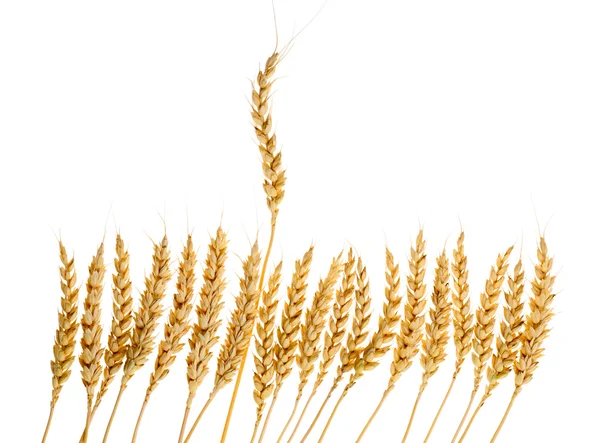 Number of ears of wheat — Stock Photo, Image