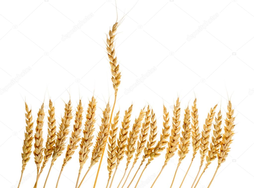 Number of ears of wheat
