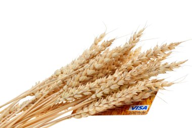 Stalks of wheat ears and credit card clipart