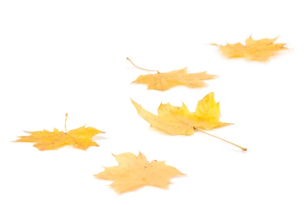 Autumn maple leaves — Stock Photo, Image