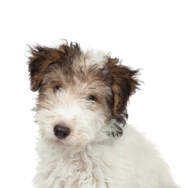 Fox Terrier cachorro — Foto de Stock