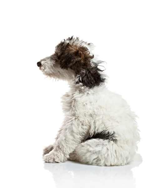 Fox Terrier puppy side view — Stock Photo, Image
