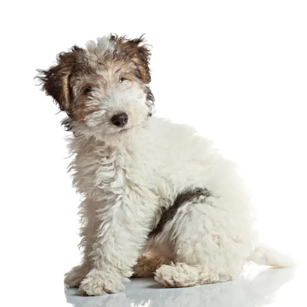 Fox terrier yavrusu
